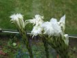 Cactus Flowers